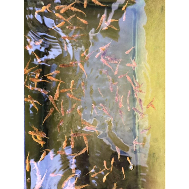 (8) Red Tiger Medaka (Japanese Ricefish)
