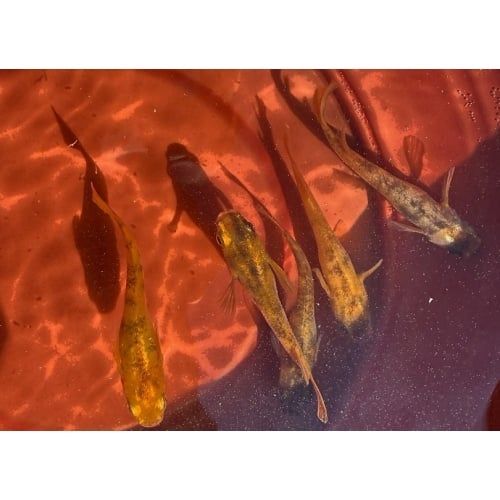 40 - Red Tiger - Medaka Rice Fish Eggs - Free Shipping