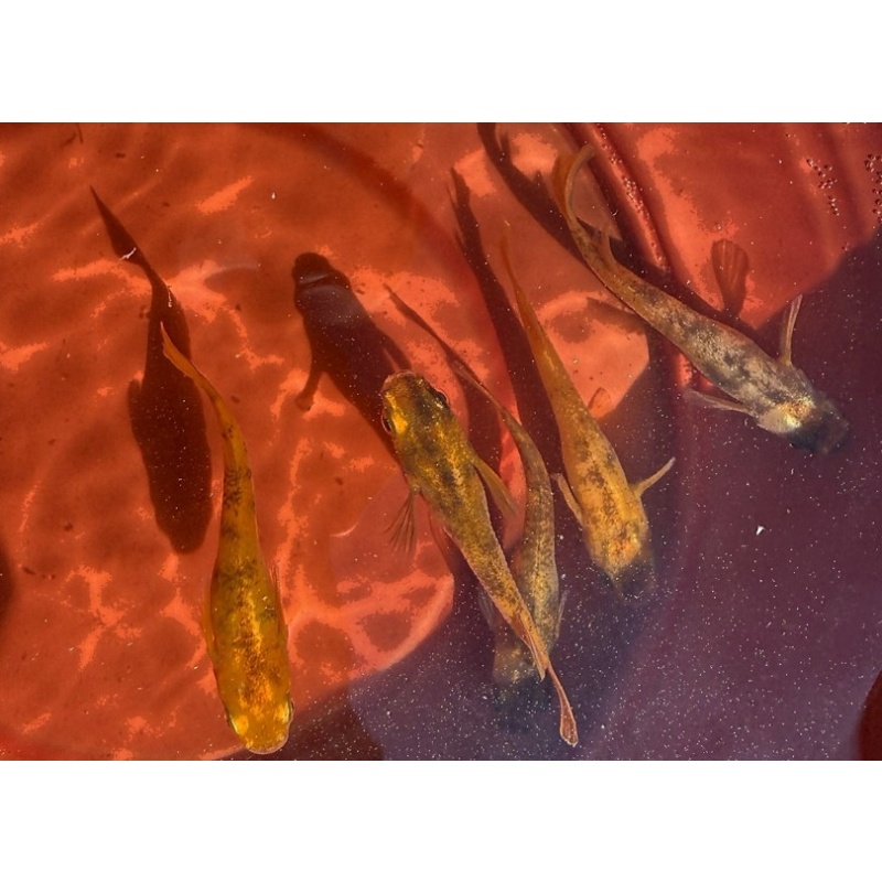 40 - Red Tiger - Medaka Rice Fish Eggs - Free Shipping