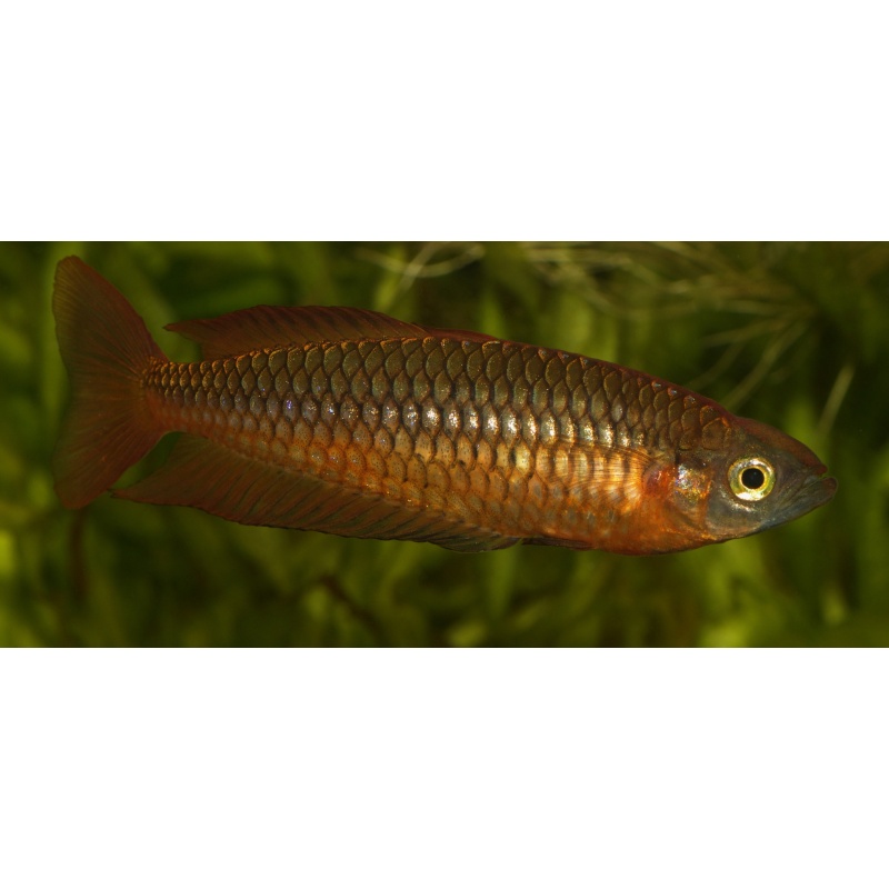 8 young adult Rhadinocentrus ornatus from Snapper Creek, super rare and not often available