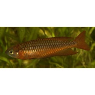 8 young adult Rhadinocentrus ornatus from Snapper Creek, super rare and not often available
