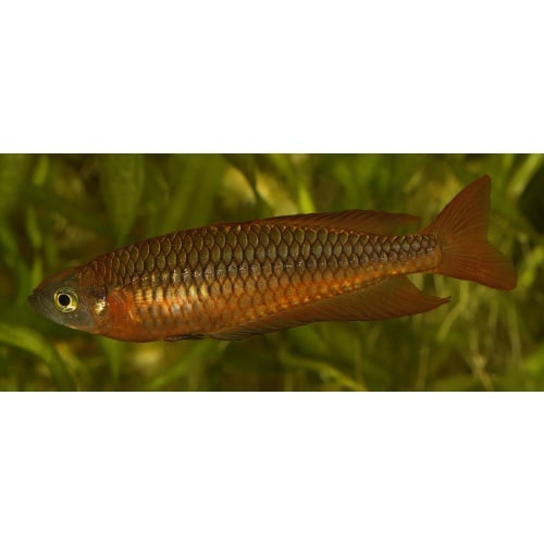 8 young adult Rhadinocentrus ornatus from Snapper Creek, super rare and not often available