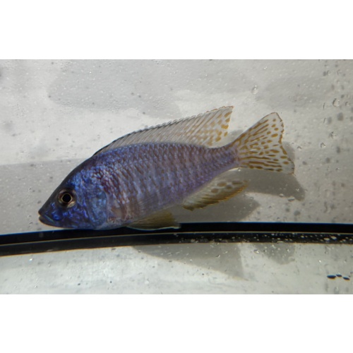 Regal Blue Peacock 4" (Male)