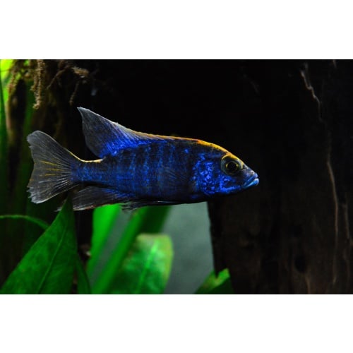 Regal Blue Peacock 4" (Male)