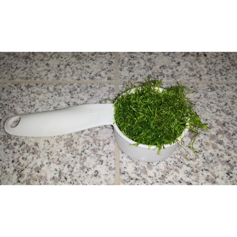 1/4 cup Riccia fluitans