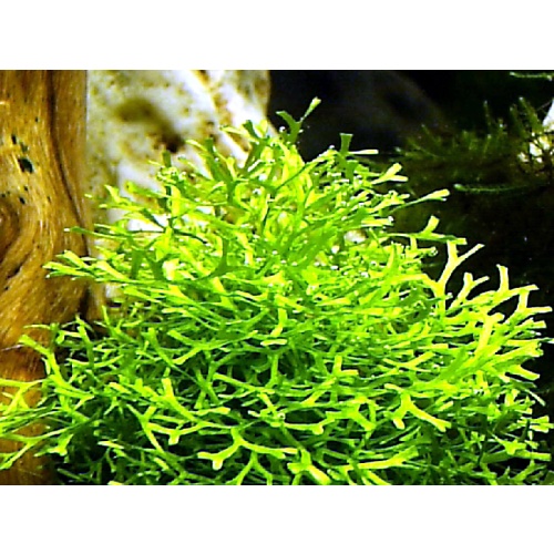1/4 cup Riccia fluitans