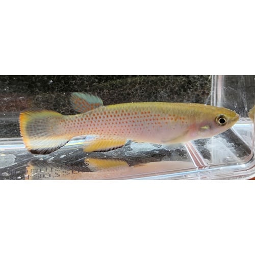 Rivulus ribesrubrum SMNC 2023-09, 12+ eggs
