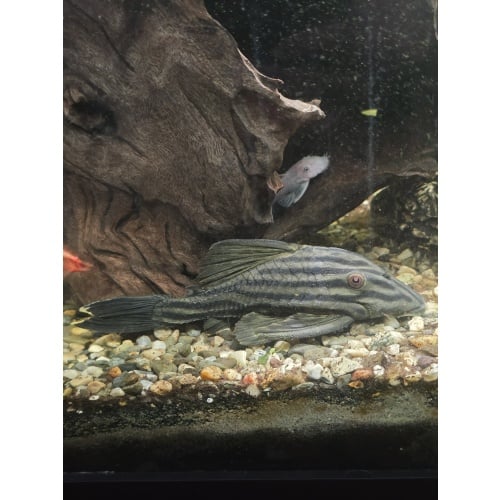 Royal Pleco (Panaque nigrolineatus) – 5"+ Inches, Healthy & Active
