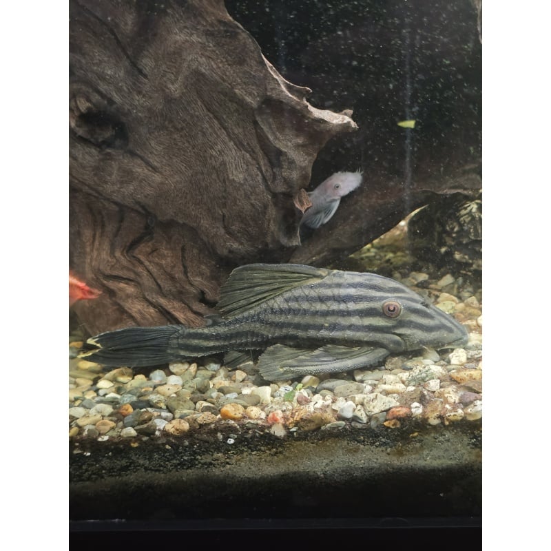 Royal Pleco (Panaque nigrolineatus) – 5"+ Inches, Healthy & Active