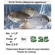 Six  1- 1.5"  Silver Dollar
