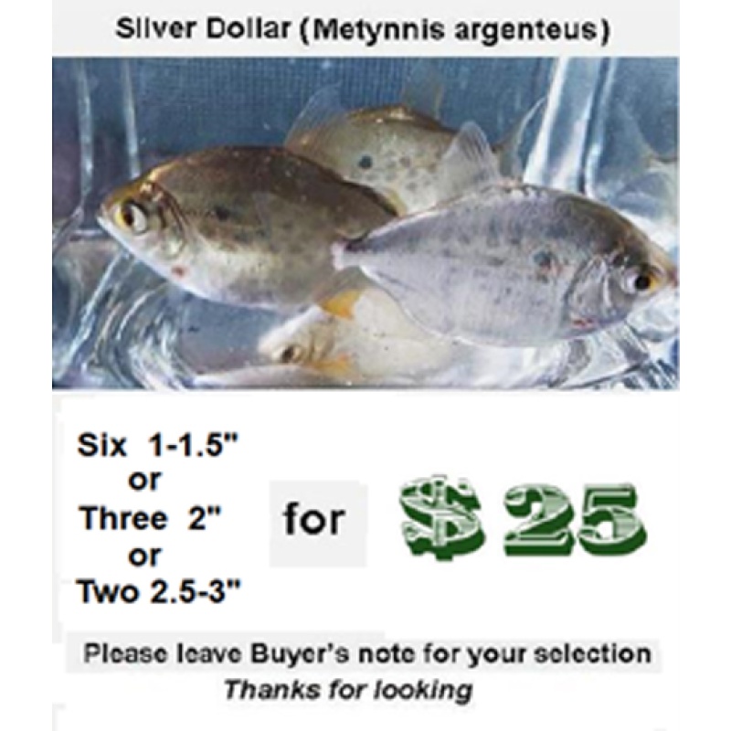 Six  1- 1.5"  Silver Dollar