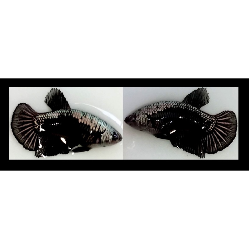 SEXY BLACK SAMURAI!! #1 (Shipping Cost Included in Price)