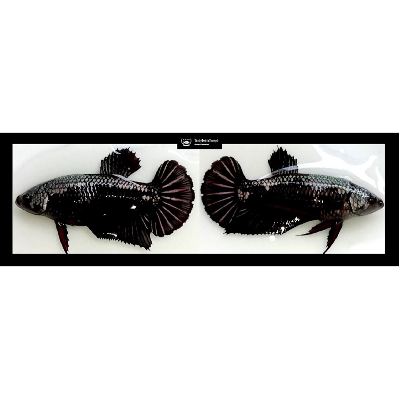 SEXY BLACK SAMURAI!! #1 (Shipping Cost Included in Price)