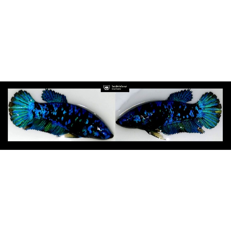 SEXY BLUE AVATAR!! #1 (Shipping Cost Included in Price)