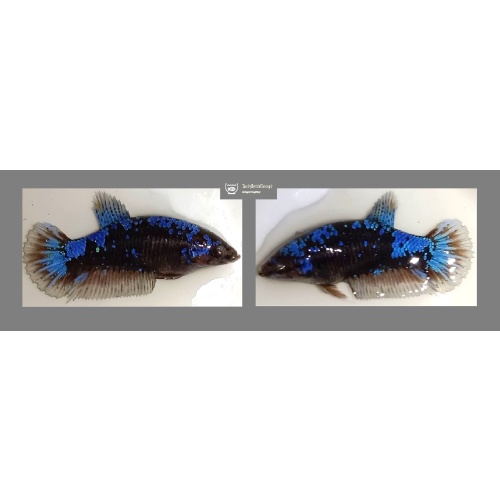 FEMALE BLUE AVATAR!! #1 (Shipping Cost Included in Price)