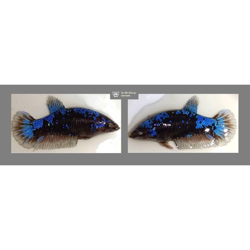 FEMALE BLUE AVATAR!! #1 (Shipping Cost Included in Price)