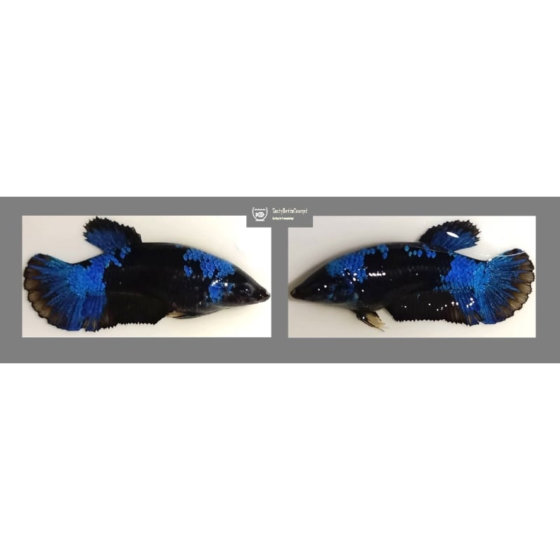 FEMALE BLUE AVATAR!! #1 (Shipping Cost Included in Price)