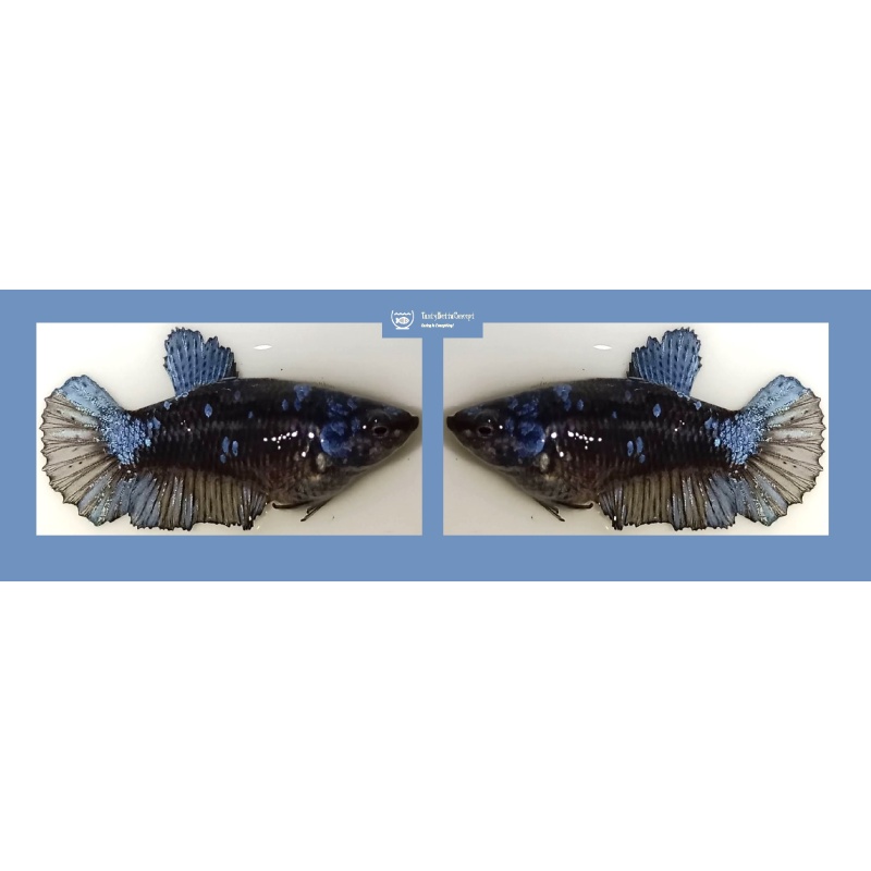 FEMALE BLUE AVATAR!! #1 (Shipping Cost Included in Price)