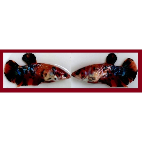 SEXY GIANT FANCY KOI MULTICOLOR!! #1 (Shipping Cost Included in Price)