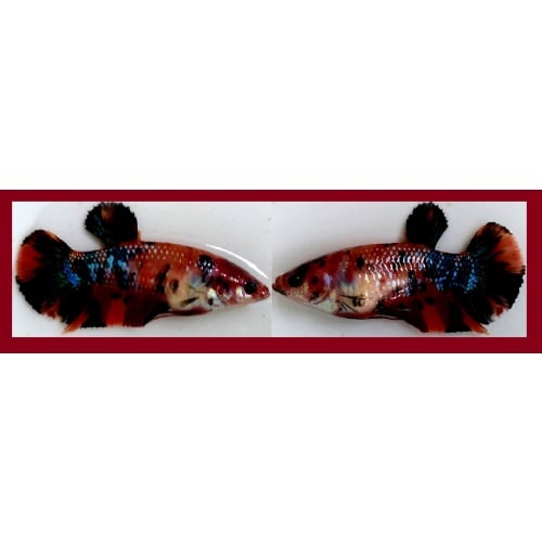 SEXY GIANT FANCY KOI MULTICOLOR!! #1 (Shipping Cost Included in Price)