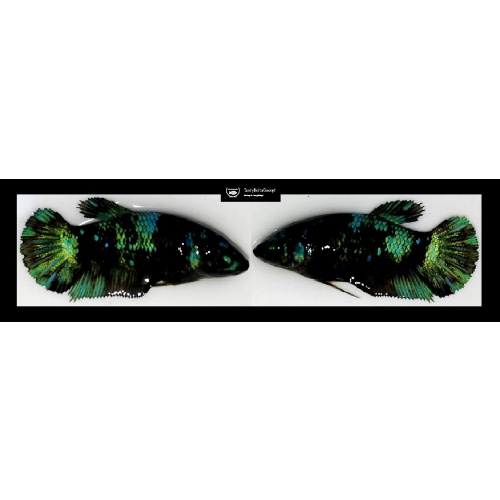 SEXY GREEN AVATAR!! #2 (Shipping Cost Included in Price)
