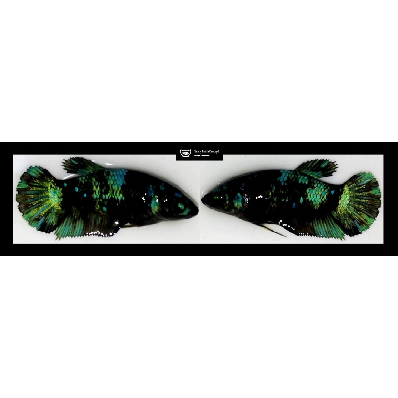 SEXY GREEN AVATAR!! #2 (Shipping Cost Included in Price)