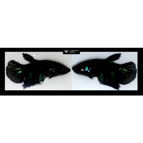 SEXY HALFMOON AVATAR!! #1 (Shipping Cost Included in Price)