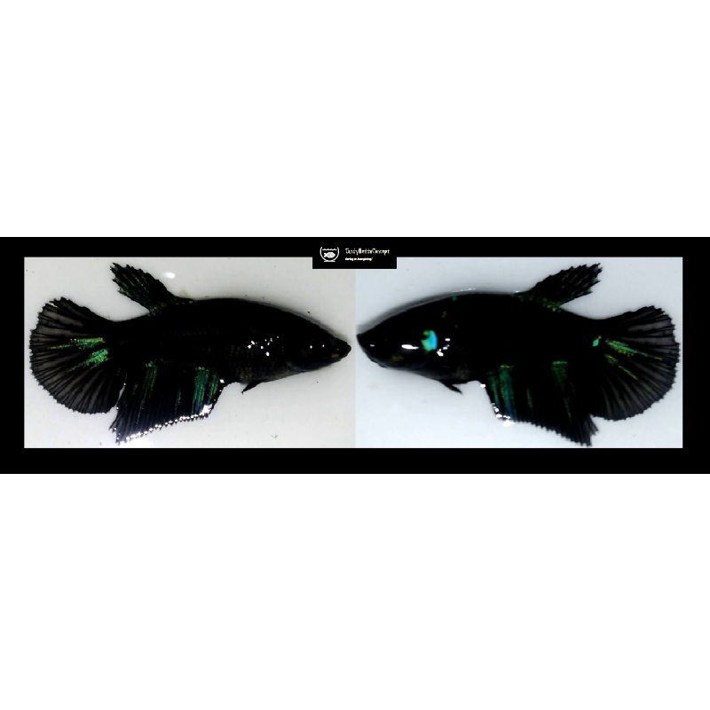 SEXY HALFMOON AVATAR!! #1 (Shipping Cost Included in Price)