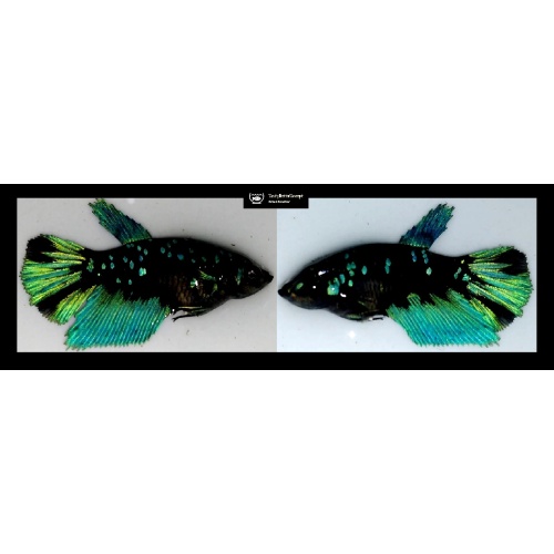 SEXY HALFMOON GREEN AVATAR!! #1 (Shipping Cost Included in Price)