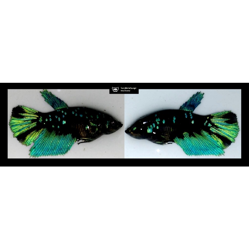 SEXY HALFMOON GREEN AVATAR!! #1 (Shipping Cost Included in Price)