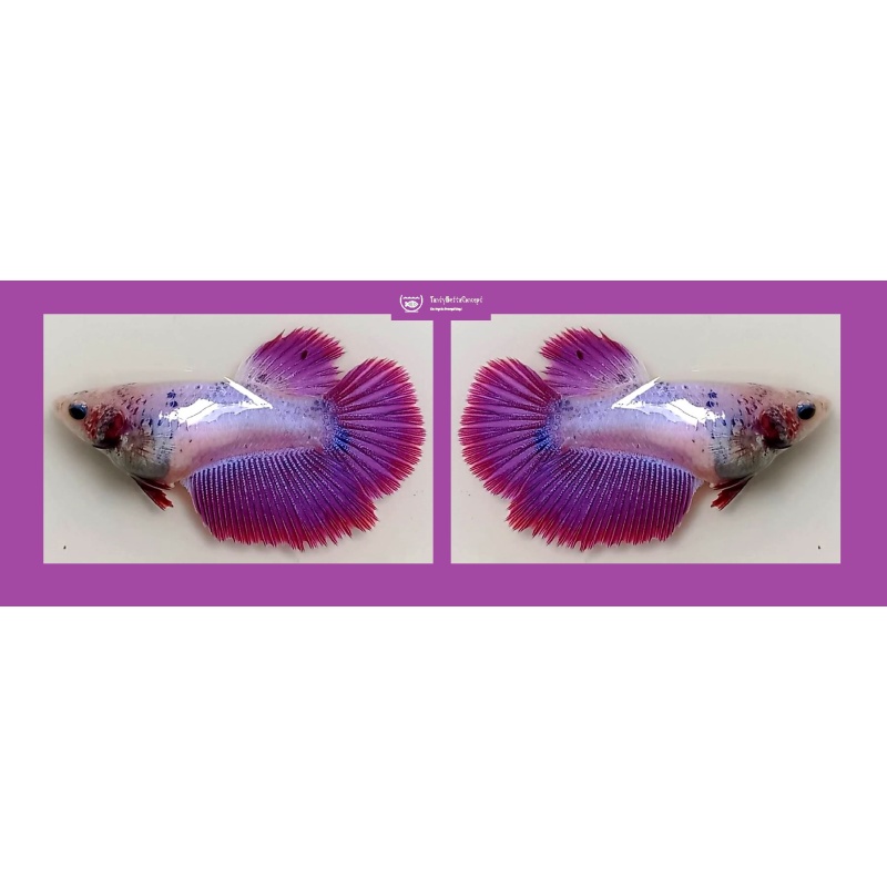 ASSORTED FEMALE HALFMOON KOI/FANCY!! #1 (Shipping Cost Included in Price)