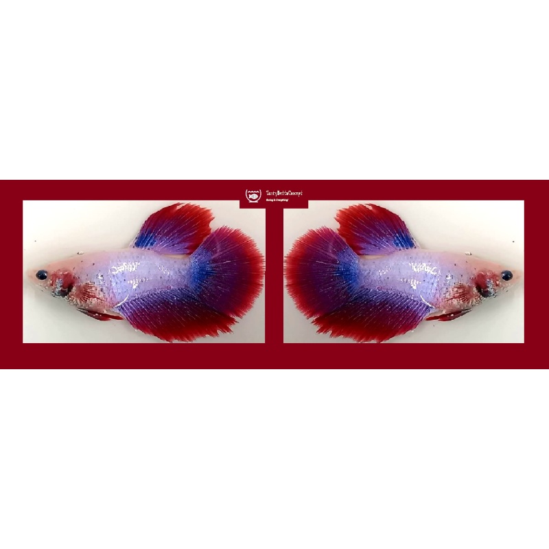ASSORTED FEMALE HALFMOON KOI/FANCY!! #1 (Shipping Cost Included in Price)