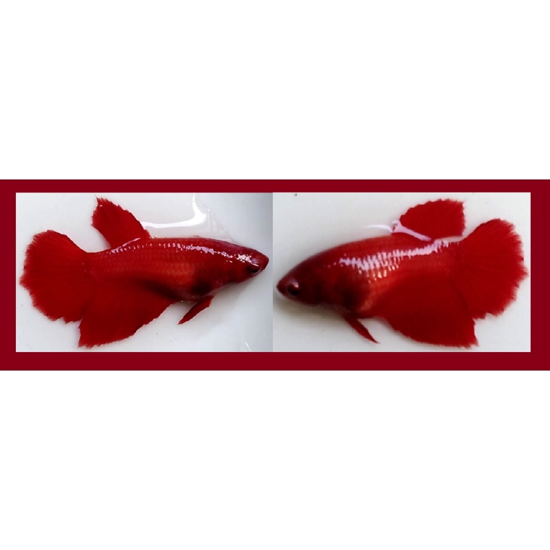 SEXY HALFMOON SUPER RED/ORANGE/YELLOW/BLACK!! #1 (Shipping Cost Included in Price)