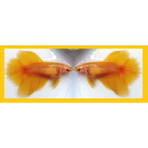 SEXY HALFMOON SUPER RED/ORANGE/YELLOW/BLACK!! #1 (Shipping Cost Included in Price)