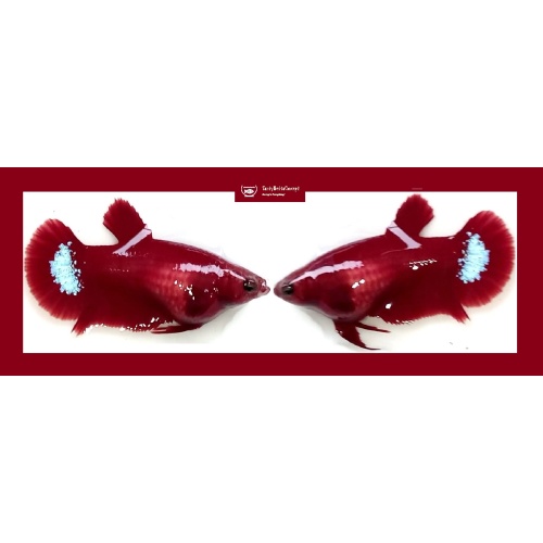 SEXY HELLMOM!! #1  (Shipping Cost Included in Price)