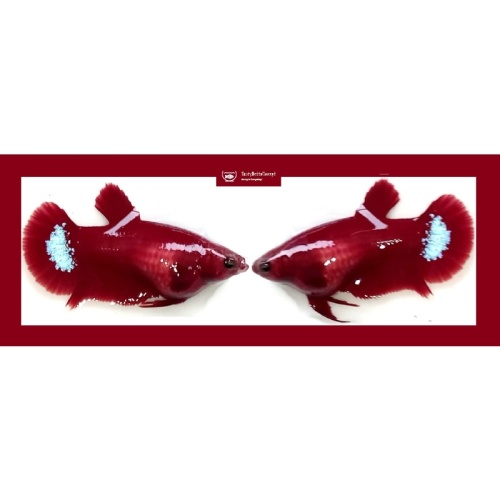 SEXY HELLMOM!! #1 (Shipping Cost Included in Price)