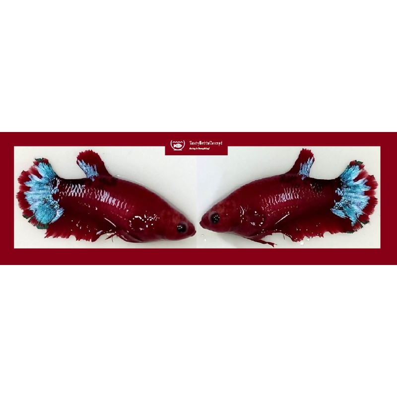SEXY HELLMOM!! #1  (Shipping Cost Included in Price)