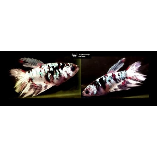 SEXY MARBLE LINE AVATAR!! #1 (Shipping Cost Included in Price)