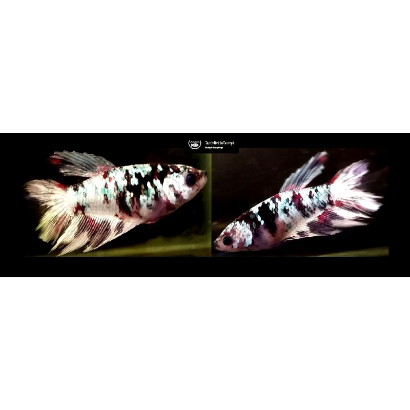 SEXY MARBLE LINE AVATAR!! #1 (Shipping Cost Included in Price)