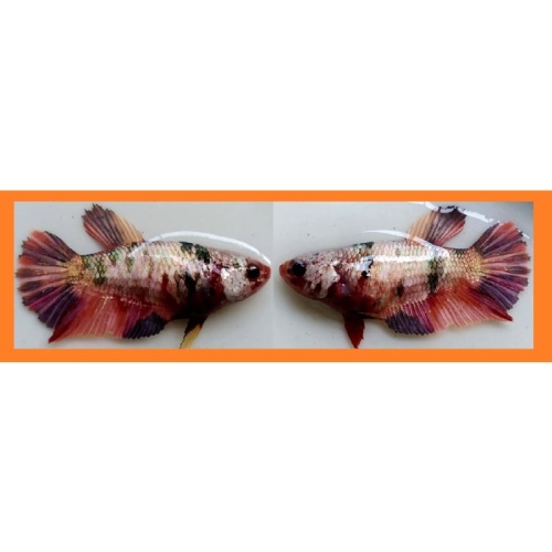 SEXY NEMO KOI COPPER!! #1 (Shipping Cost Included in Price)