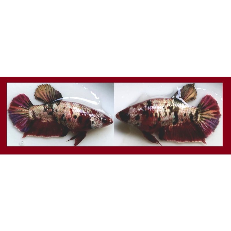 SEXY NEMO KOI COPPER!! #1 (Shipping Cost Included in Price)