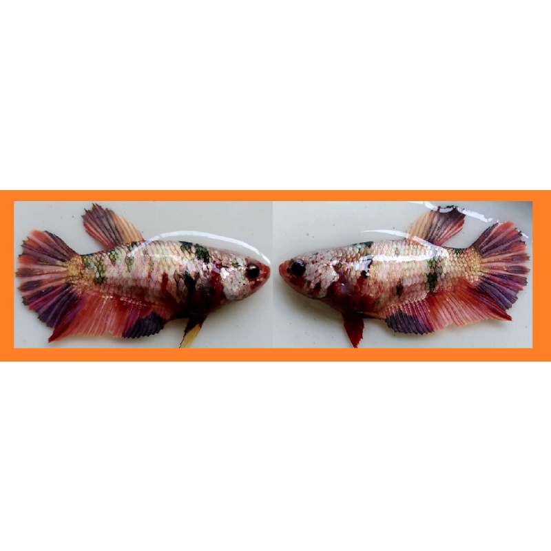 SEXY NEMO KOI COPPER!! #1 (Shipping Cost Included in Price)