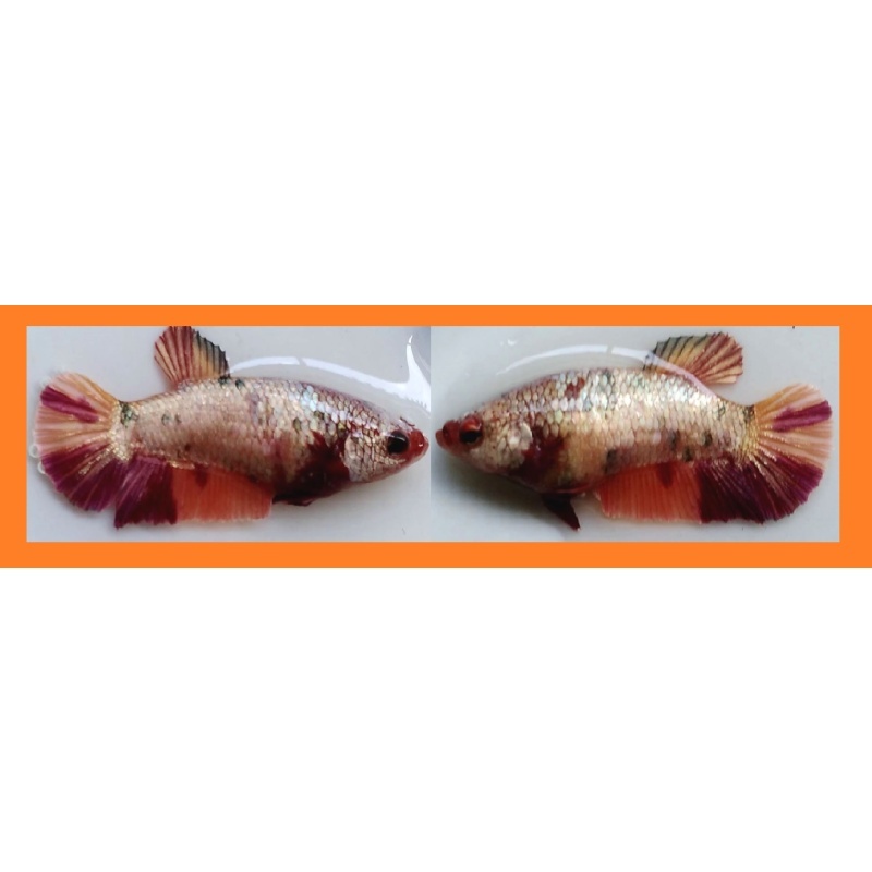 SEXY NEMO KOI COPPER!! #1 (Shipping Cost Included in Price)