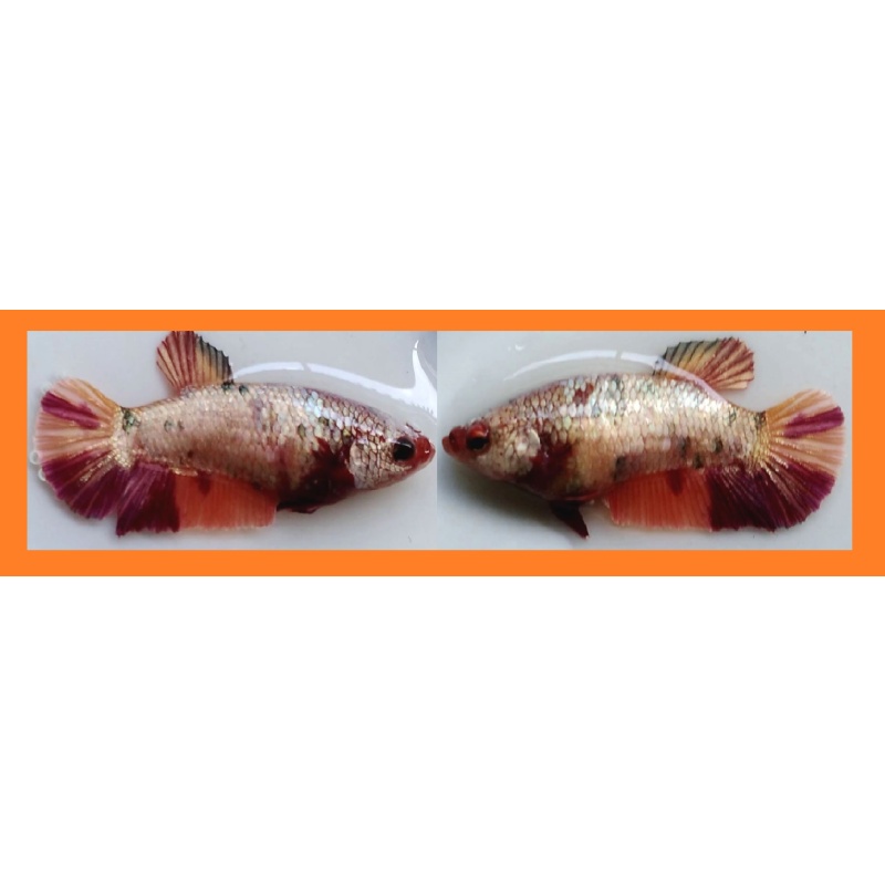 SEXY NEMO KOI COPPER!! #1 (Shipping Cost Included in Price)