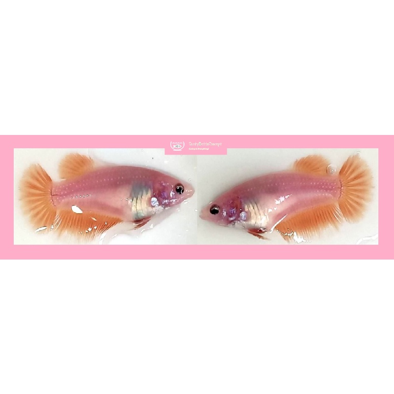 SEXY ORANGE / YELLOW / PINK SOLID METALLIC!! #1 (Shipping Cost Included in Price)
