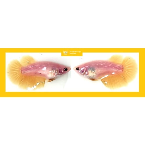 SEXY ORANGE / YELLOW / PINK SOLID METALLIC!! #1 (Shipping Cost Included in Price)