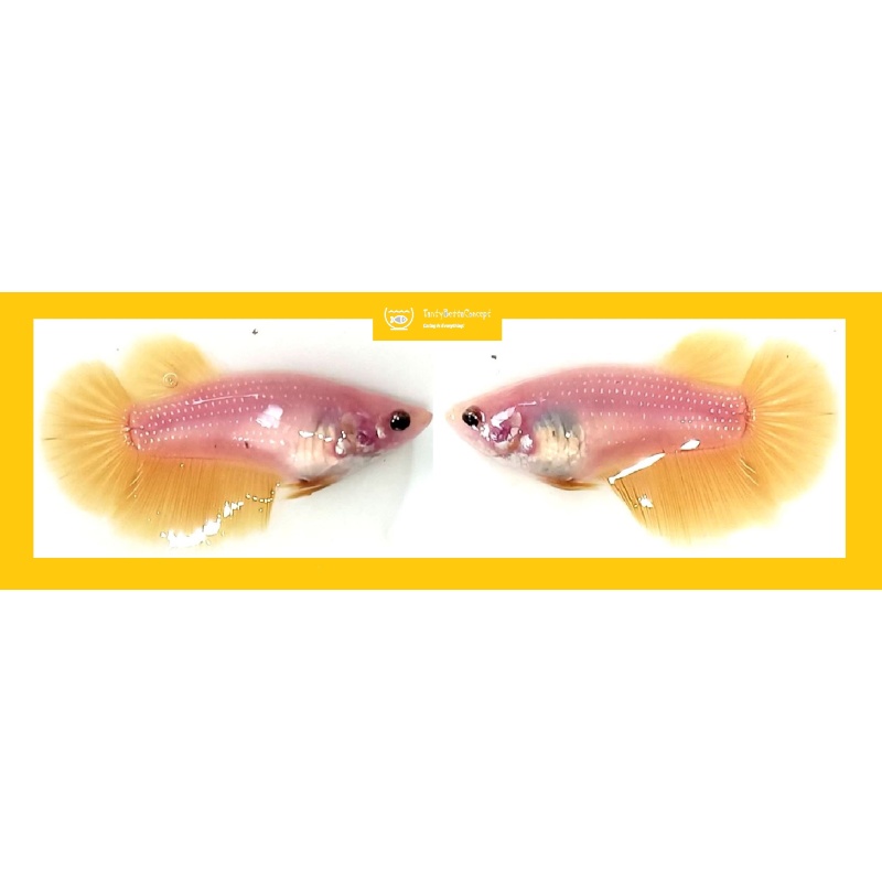 SEXY ORANGE / YELLOW / PINK SOLID METALLIC!! #1 (Shipping Cost Included in Price)