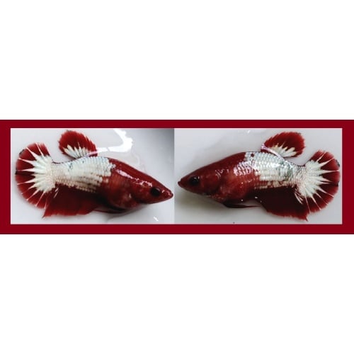 SEXY RED FANCY "FCCP" COPPER STARTAIL!! #1 (Shipping Cost Included in Price)