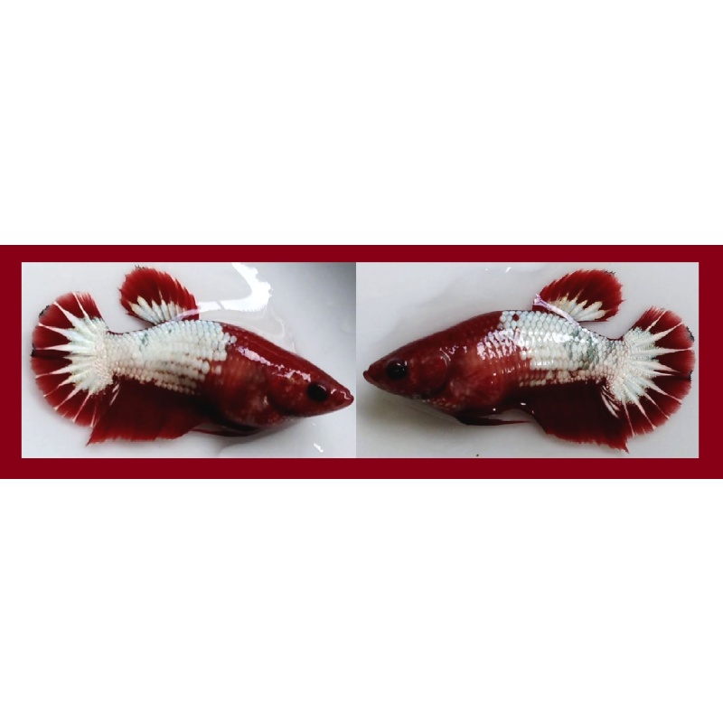 SEXY RED FANCY "FCCP" COPPER STARTAIL!! #1 (Shipping Cost Included in Price)