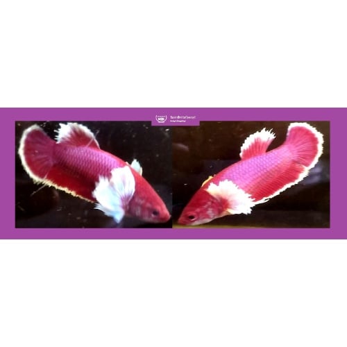 SEXY RED PURPLE DUMBO!! #1 (Shipping Cost Included in Price)